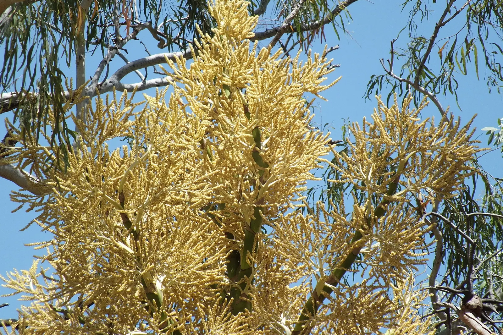 Table Palm (Livistona Rotundifolia) — commonly referred to as the Table Palm or Footstool Palm; albeit at a slow to moderate growth, image 57