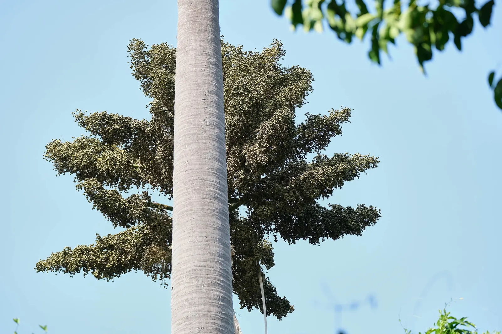 Table Palm (Livistona Rotundifolia) — represents a captivating choice for both landscape designers and garden enthusiasts alike; it's a versatile, image 58