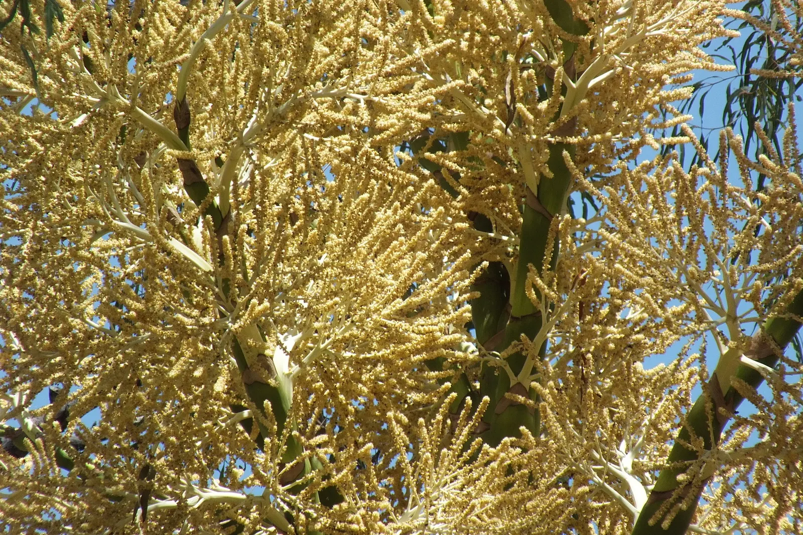 Table Palm (Livistona Rotundifolia) — Regular watering promotes lush growth, creating a dense, elegant foliage display; presenting a substantial, image 56