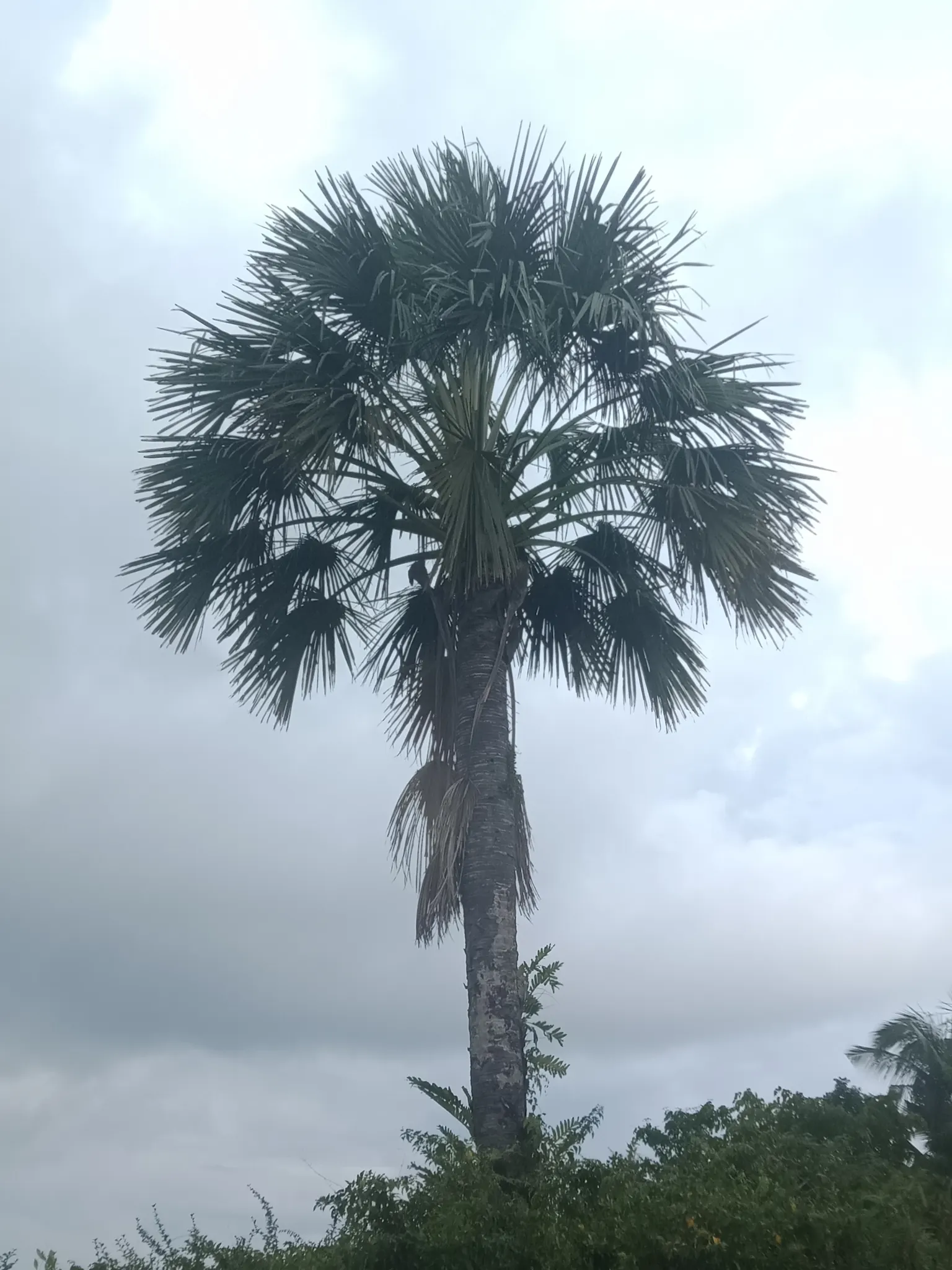 Table Palm (Livistona Rotundifolia) — This palm is treasured for its striking fan-shaped; while it appreciates bright, image 60