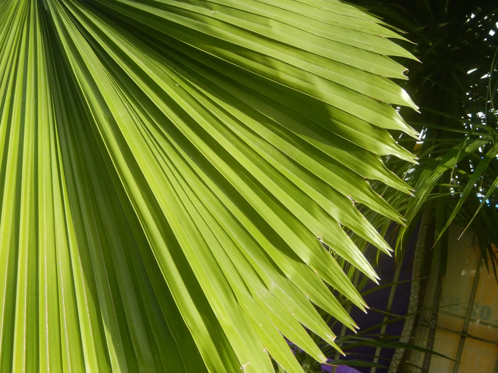 Table Palm (Livistona Rotundifolia) — seeking to integrate a tropical flair into their outdoor spaces or indoor atriums; this palm is treasured for its