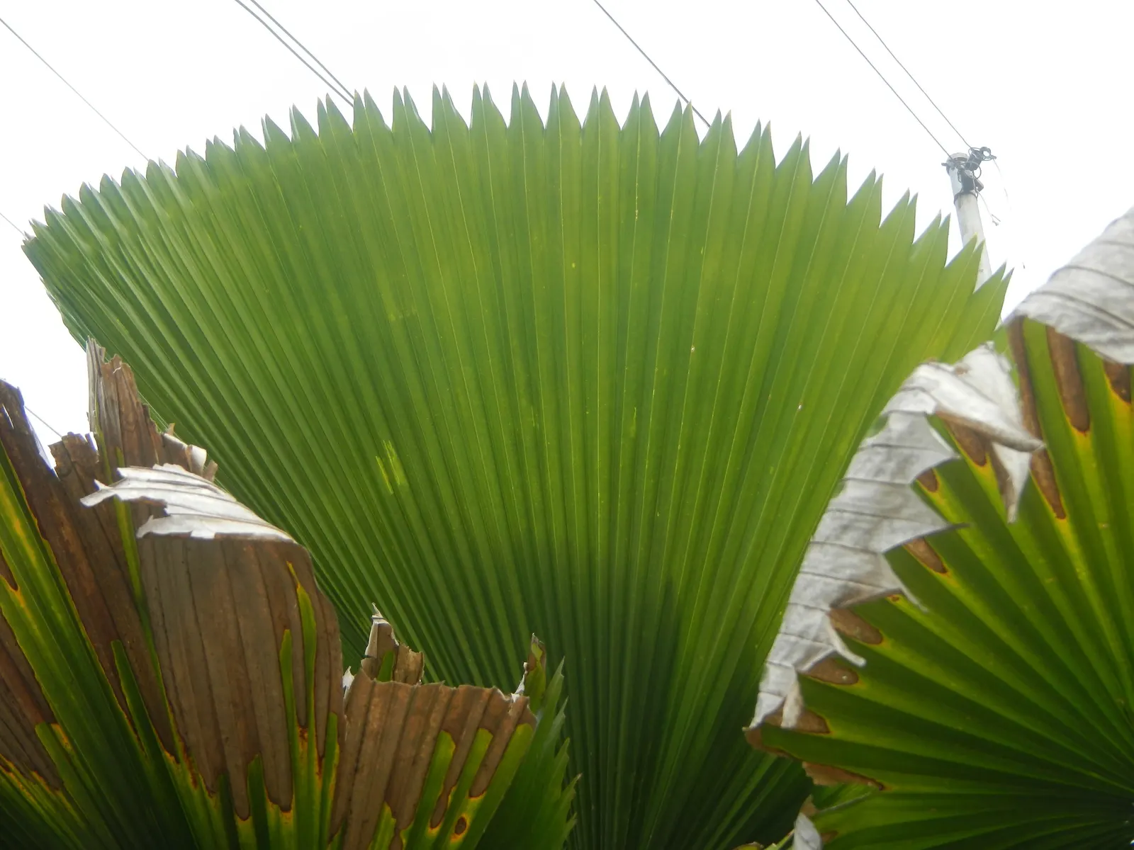 Table Palm (Livistona Rotundifolia) — palm for full