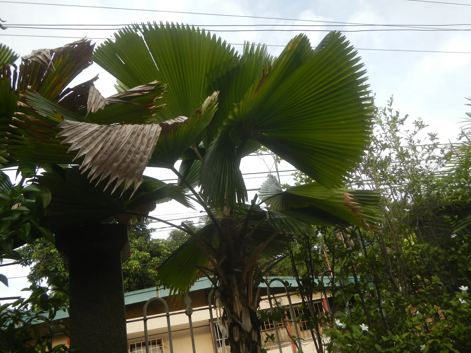 Table Palm (Livistona Rotundifolia) — The Table Palm (Livistona rotundifolia); preferring partial shade and well-draining soil