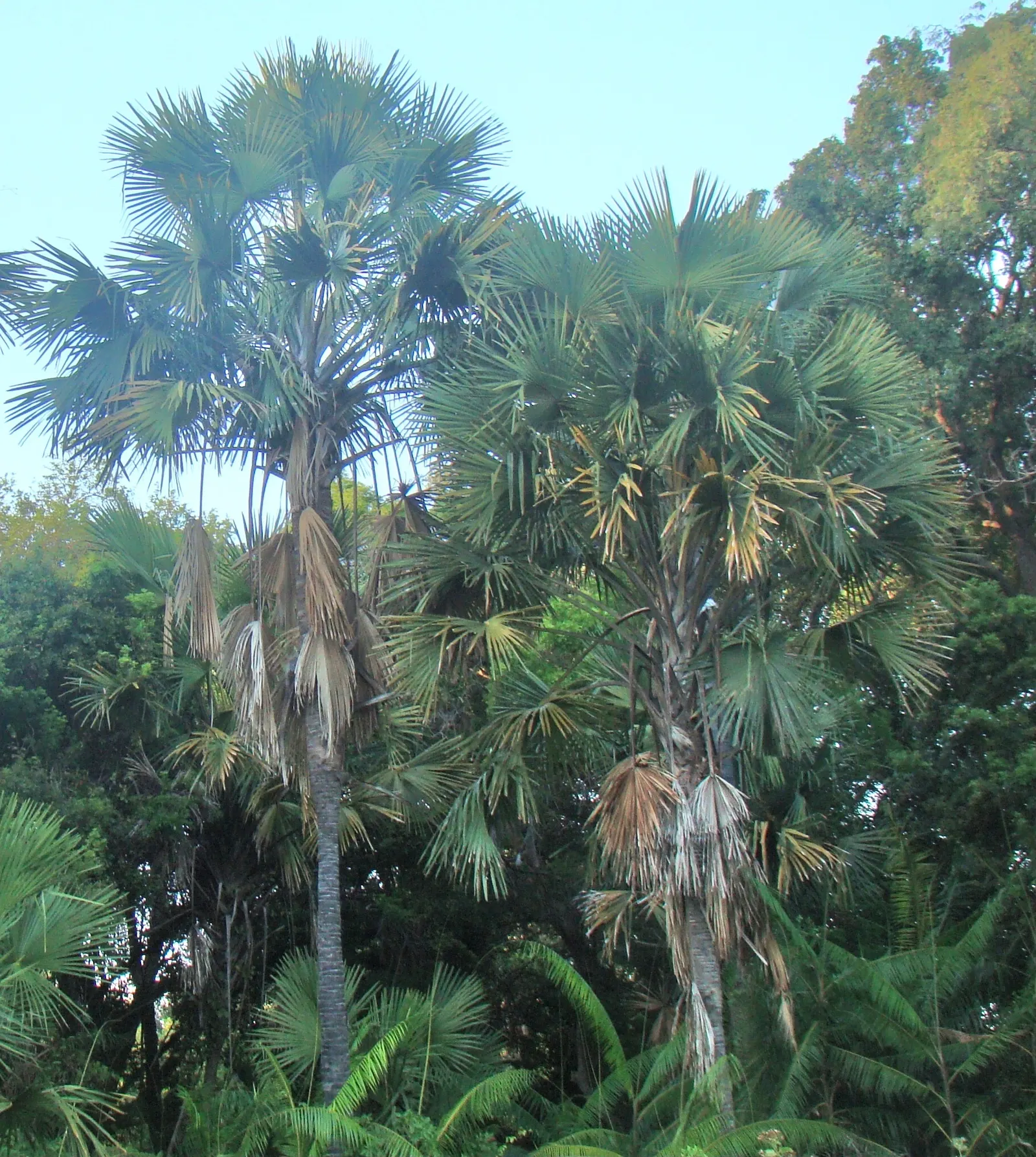 Table Palm (Livistona Rotundifolia) — Each leaf can span up to 2 feet in diameter when fully mature, image 38