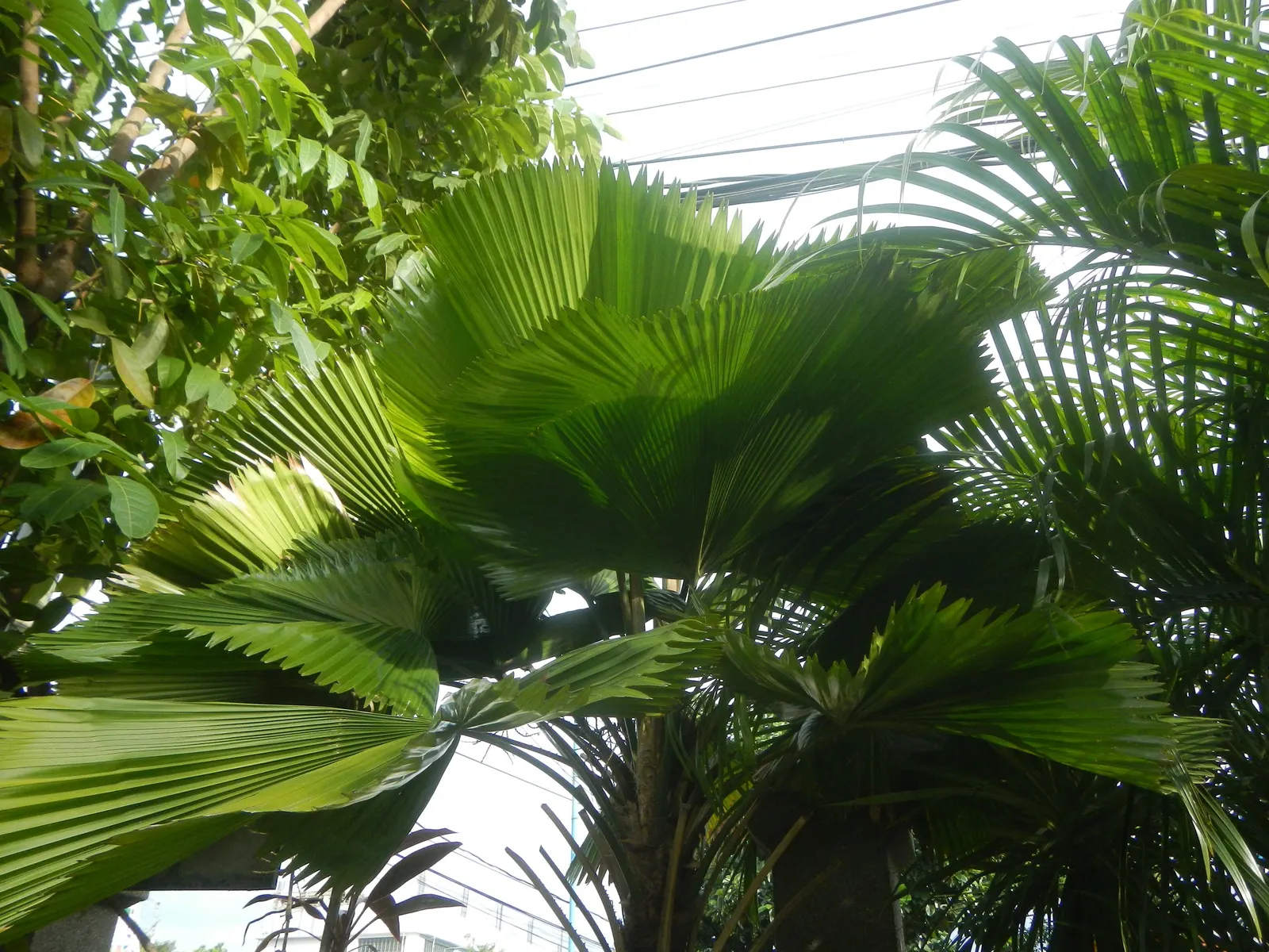 Table Palm (Livistona Rotundifolia) — it can also adapt to lower light conditions