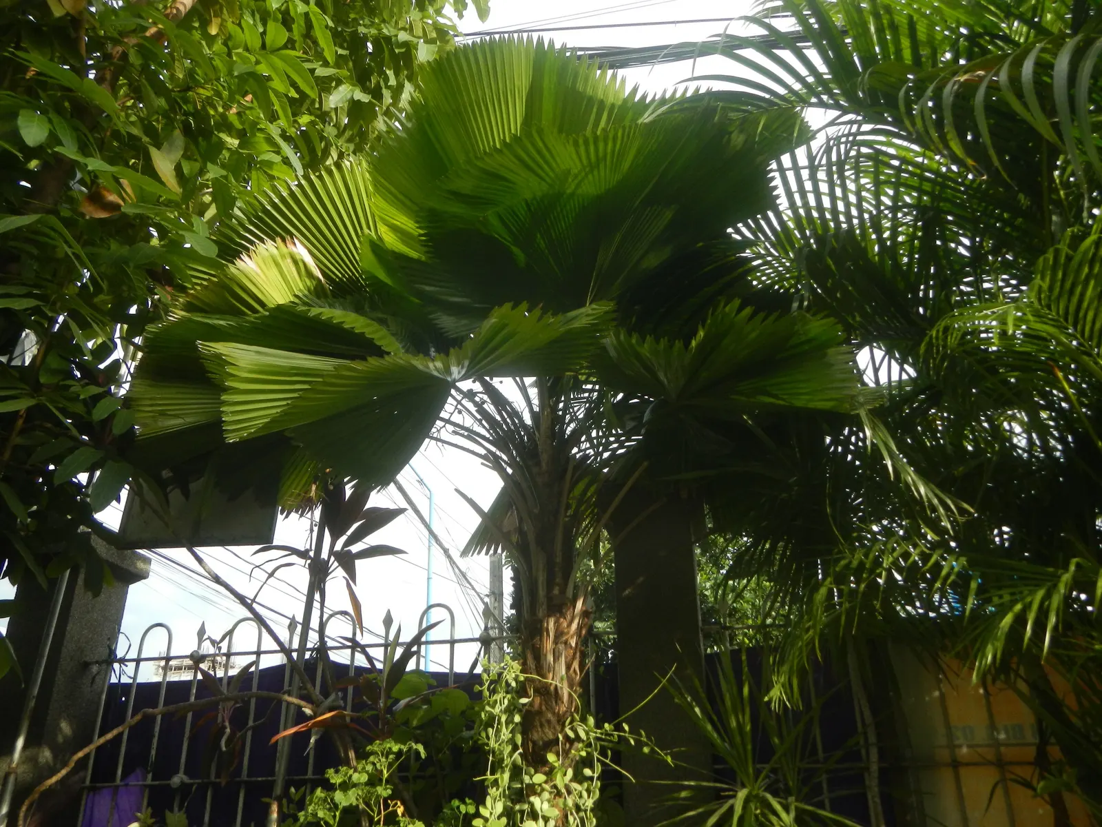 Table Palm (Livistona Rotundifolia) — presenting a substantial foliage presence.<br><br>Adaptable and relatively low-maintenance; while it may soar up to 40 to