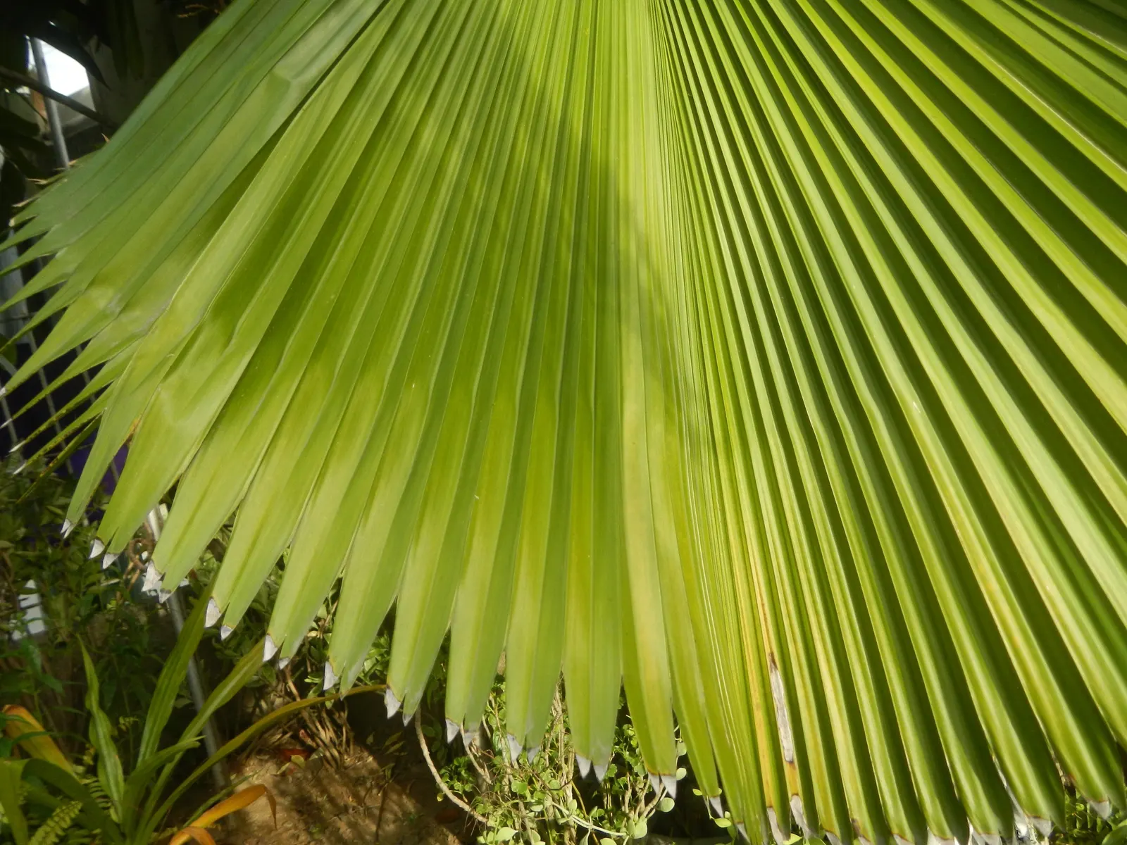 Table Palm (Livistona Rotundifolia) — preferring well-drained soil that is consistently moist