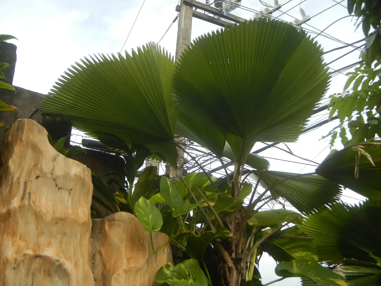 Table Palm (Livistona Rotundifolia) — commonly referred to as the Table Palm or Footstool Palm; albeit at a slow to moderate growth rate.<br><br>For the