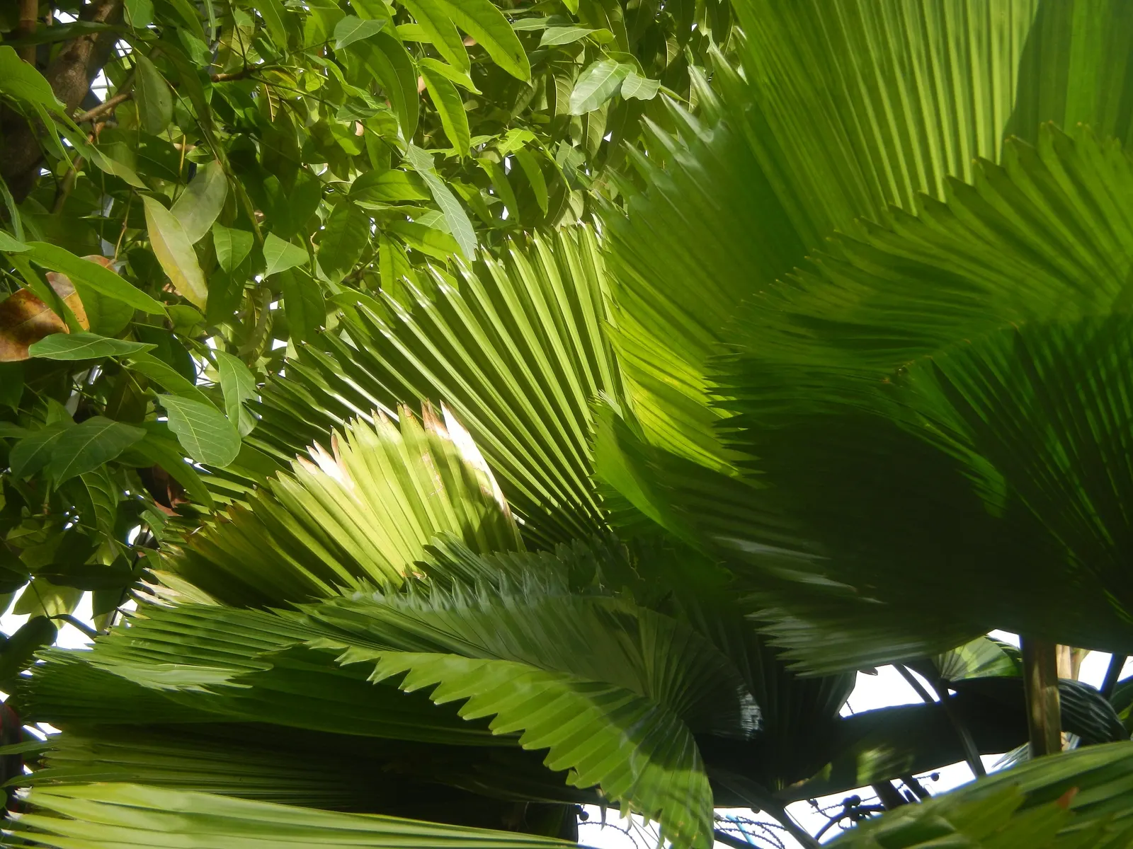 Table Palm (Livistona Rotundifolia) — glossy leaves which emanate from a central point; ensuring they understand that patience is required to see, image 61