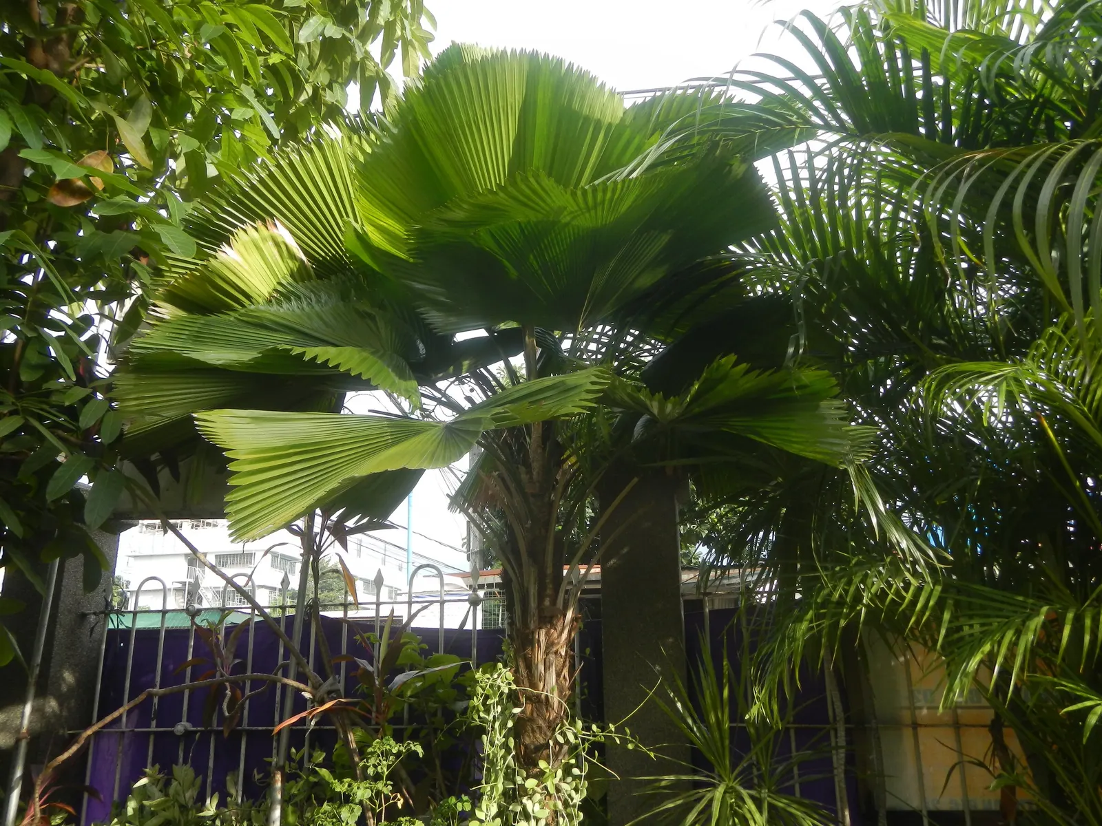 Table Palm (Livistona Rotundifolia) — while it may soar up to 40 to 50 feet in its native habitat