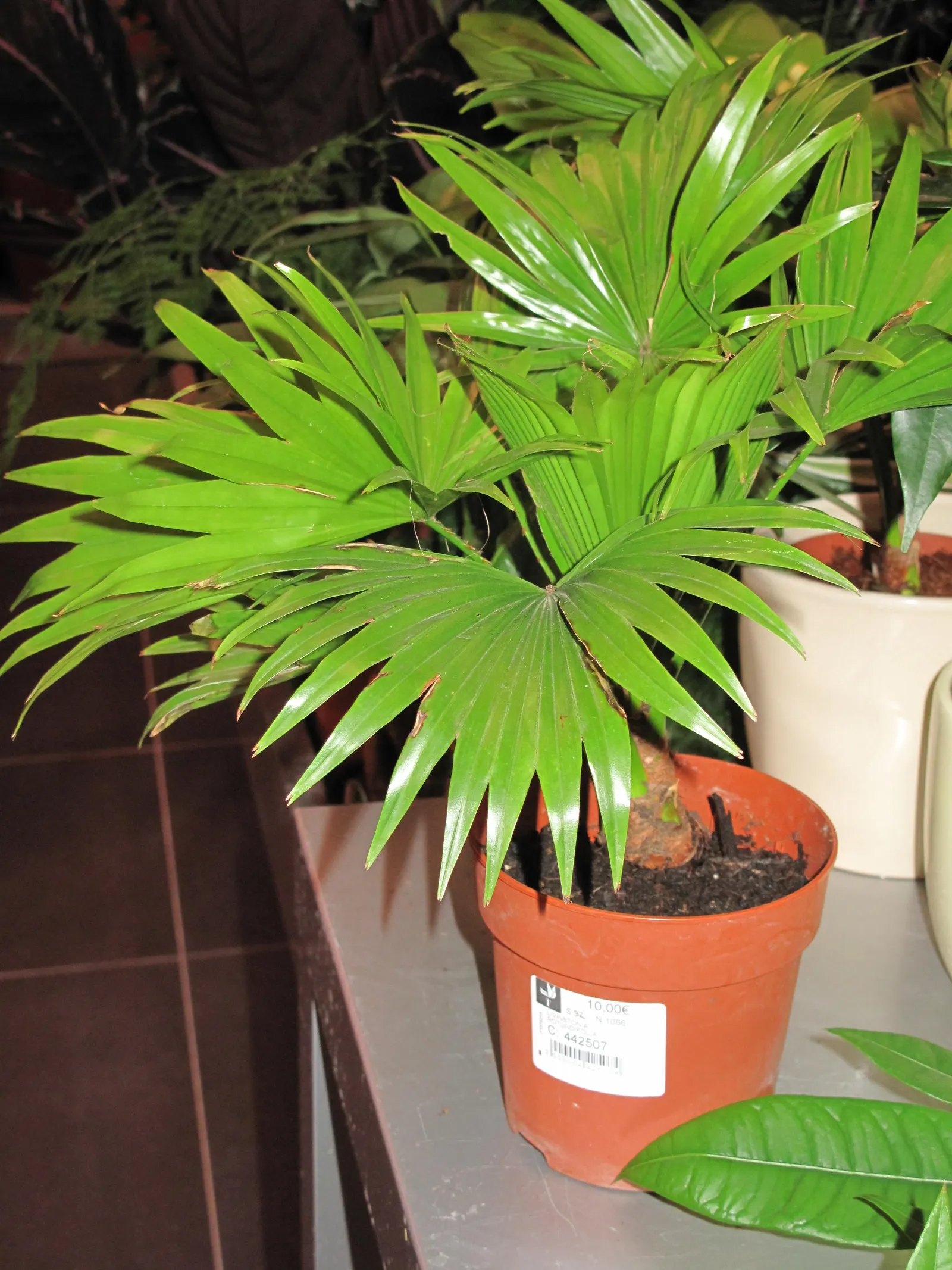 Table Palm (Livistona Rotundifolia) — the Table Palm thrives in USDA hardiness zones 10 through 11; adds a tropical flair to any setting