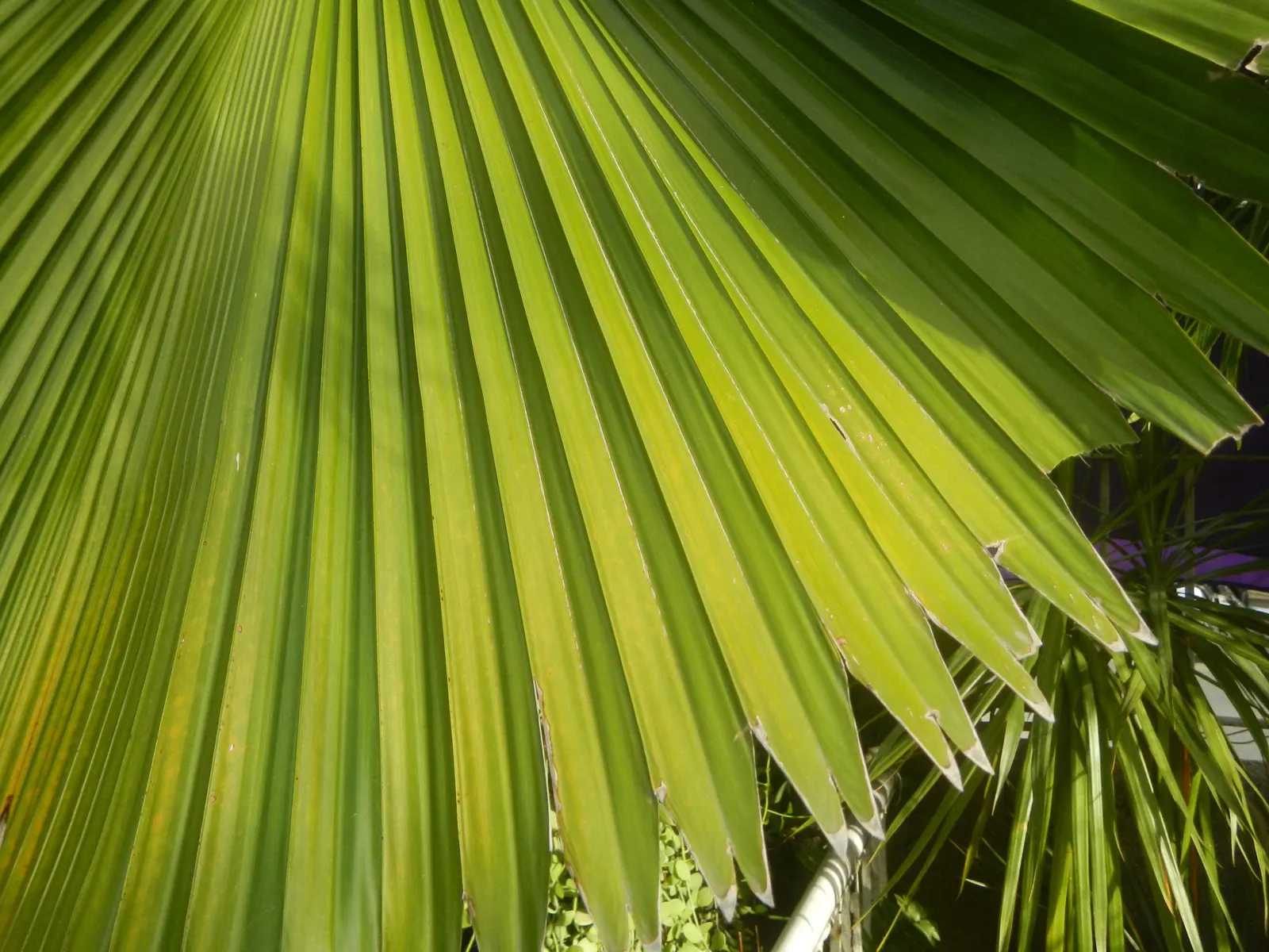 Table Palm (Livistona Rotundifolia) — represents a captivating choice for both landscape designers and garden enthusiasts alike; it's a versatile palm