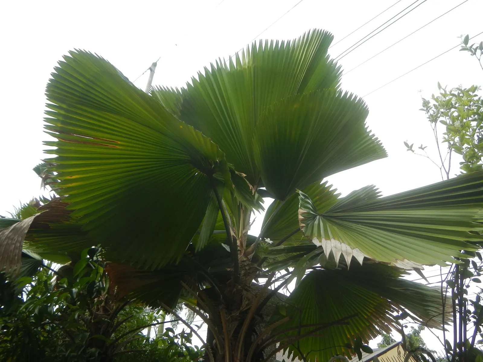 Table Palm (Livistona Rotundifolia) — This palm is treasured for its striking fan-shaped; while it appreciates bright