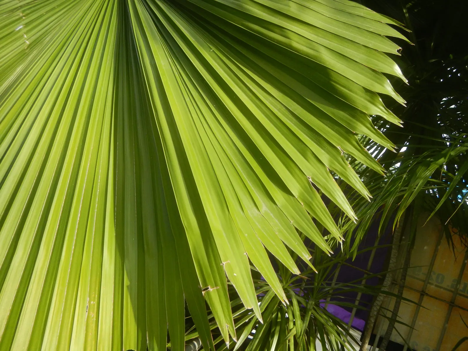 Table Palm (Livistona Rotundifolia) — adds a tropical flair to any setting; glossy leaves which emanate from a central point