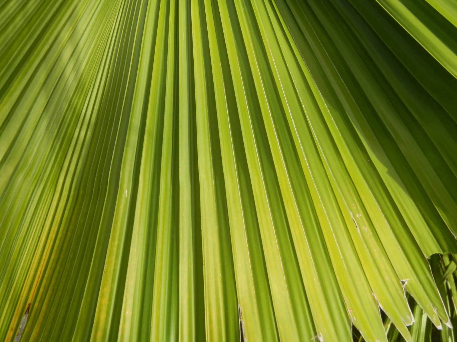 Table Palm (Livistona Rotundifolia) — advise clients about its moderate growth