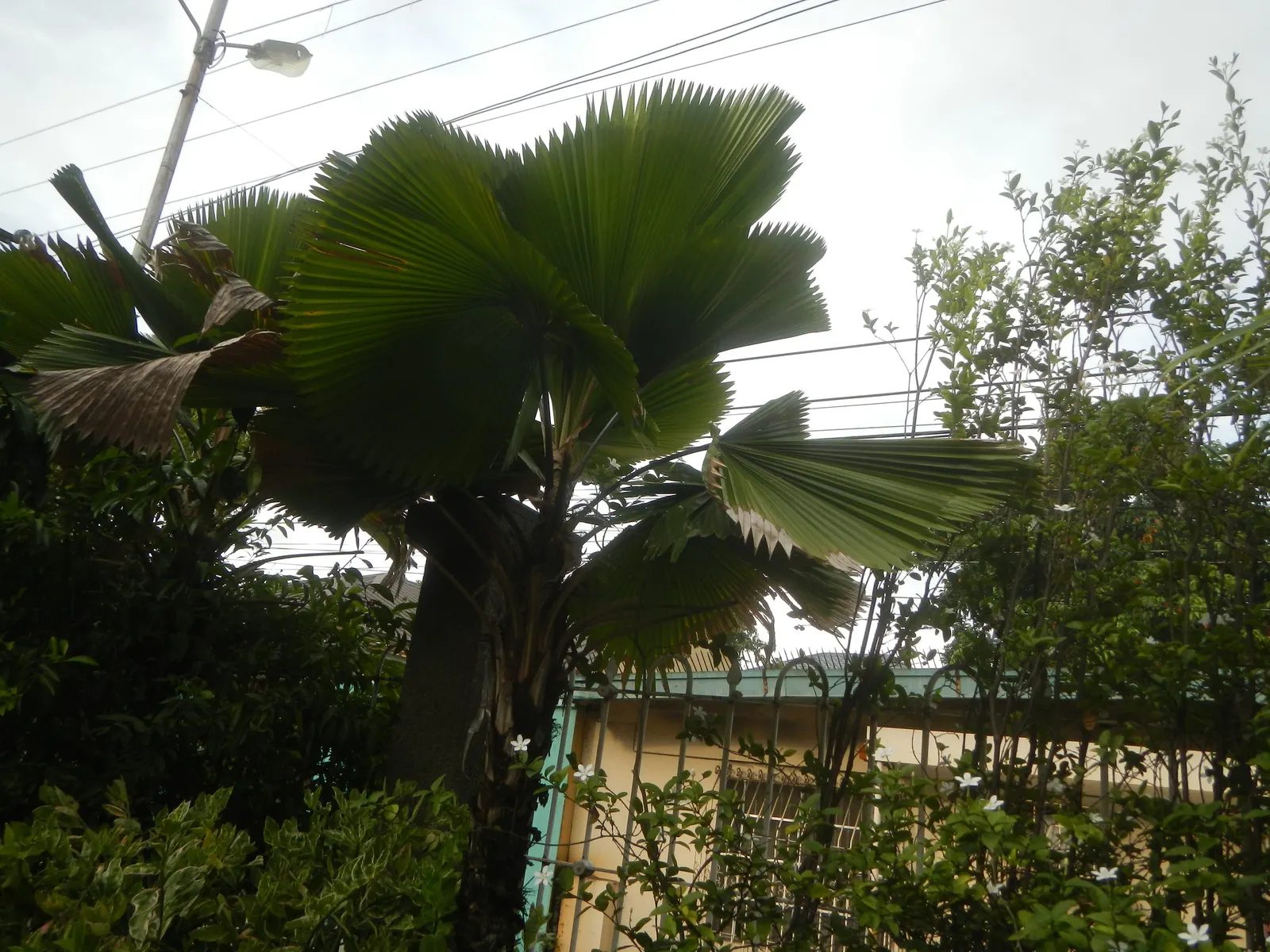 Table Palm (Livistona Rotundifolia) — glossy leaves which emanate from a central point; ensuring they understand that patience is required to see this palm