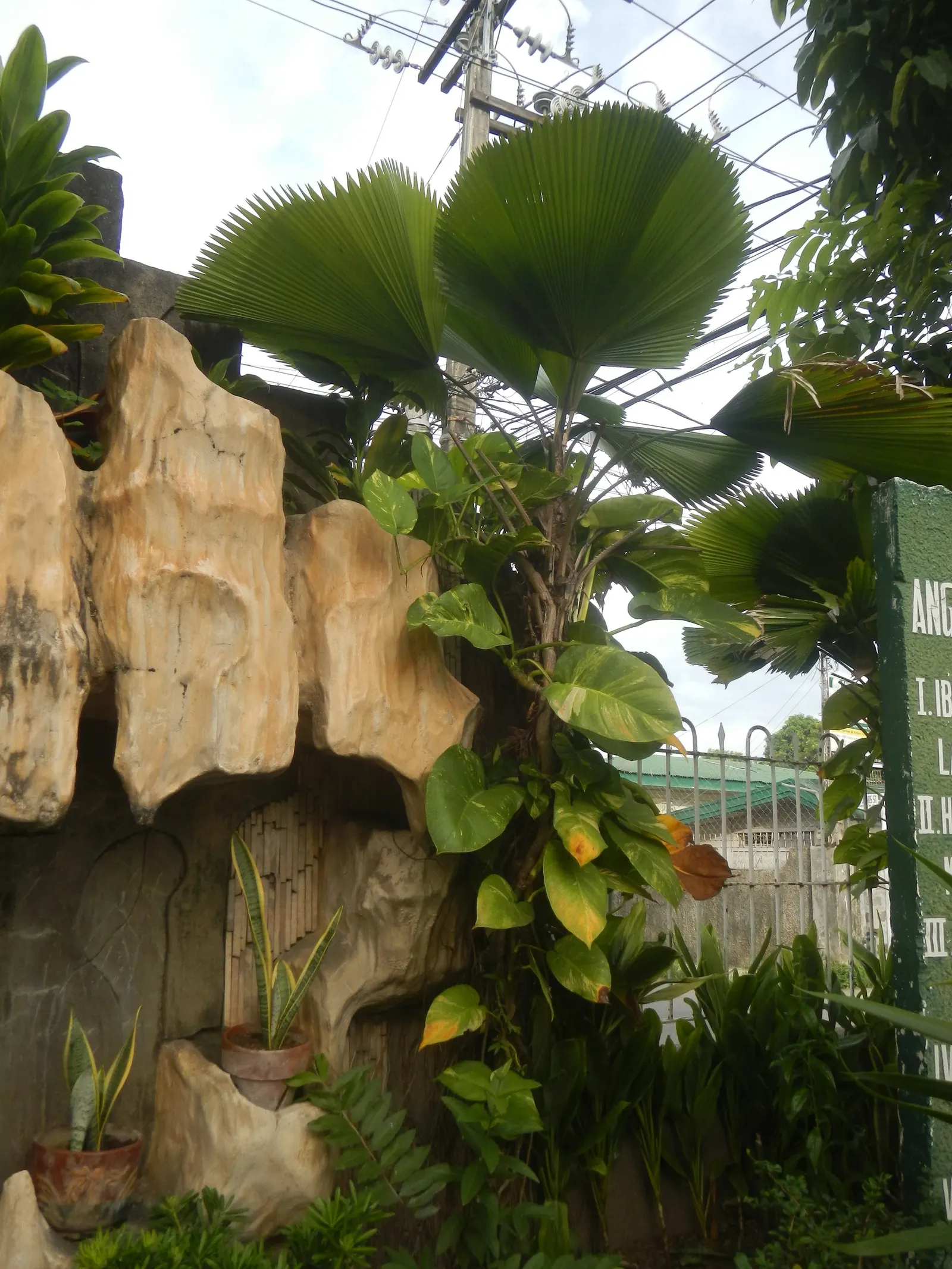 Table Palm (Livistona Rotundifolia) — While it appreciates bright