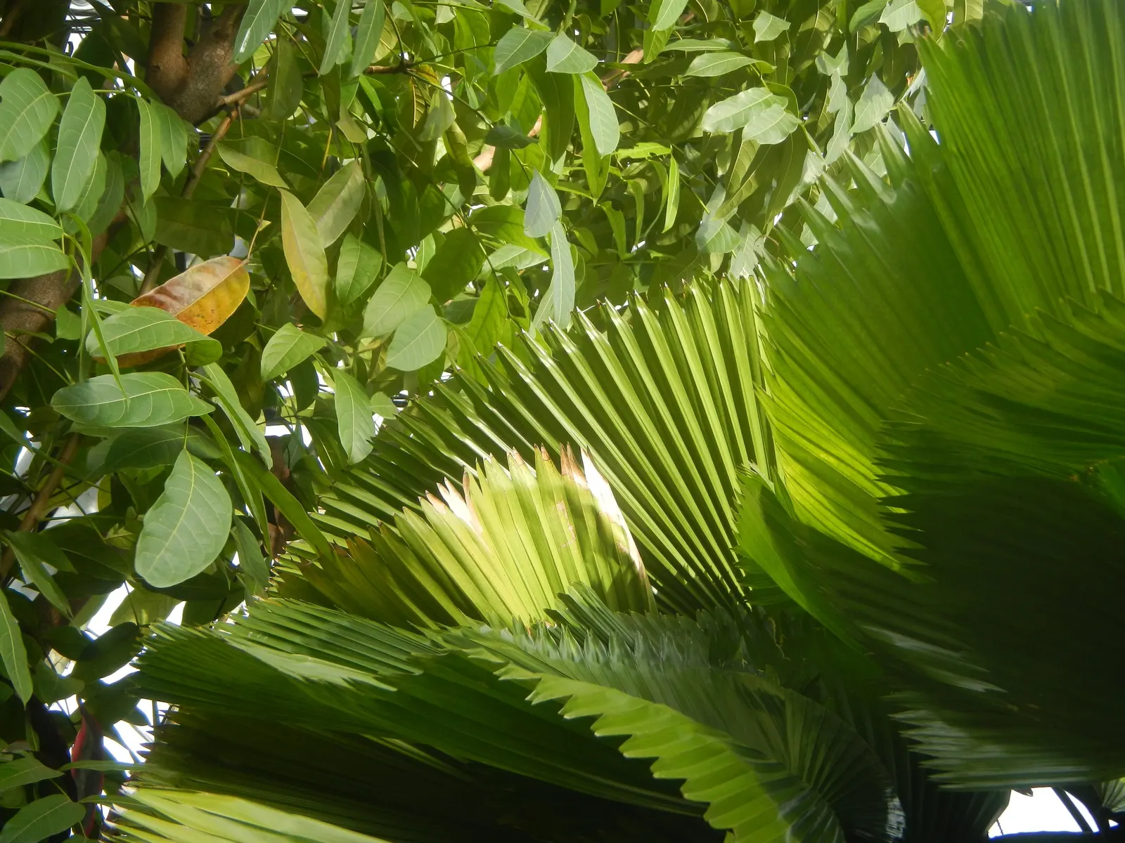 Table Palm (Livistona Rotundifolia) — It's a versatile palm, thriving indoors and out, reaching a modest height of 3-6 feet with a similar spread; it can also