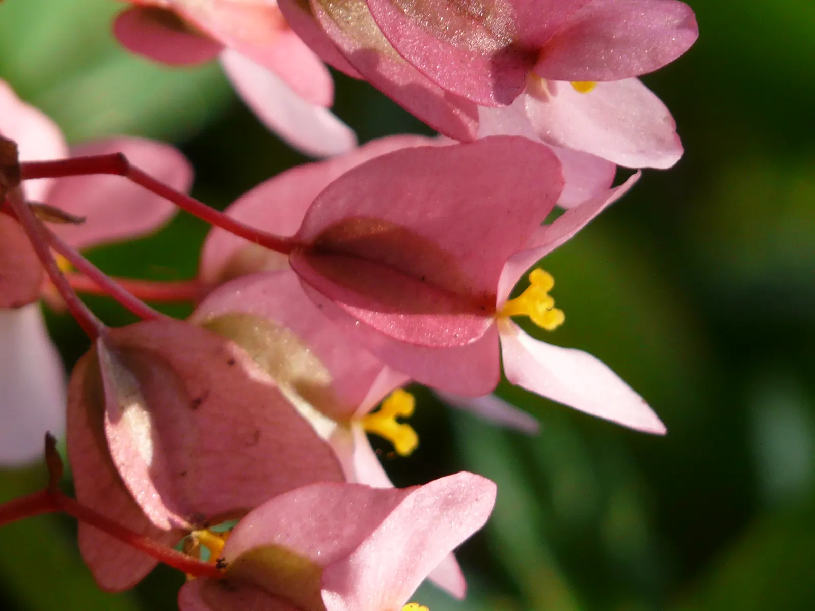 Dragon Wing® Pink Bronze Leaf (Begonia interspecific) — Ideal for borders and containers, it thrives in partial sun to shade with moist, well-drained soil