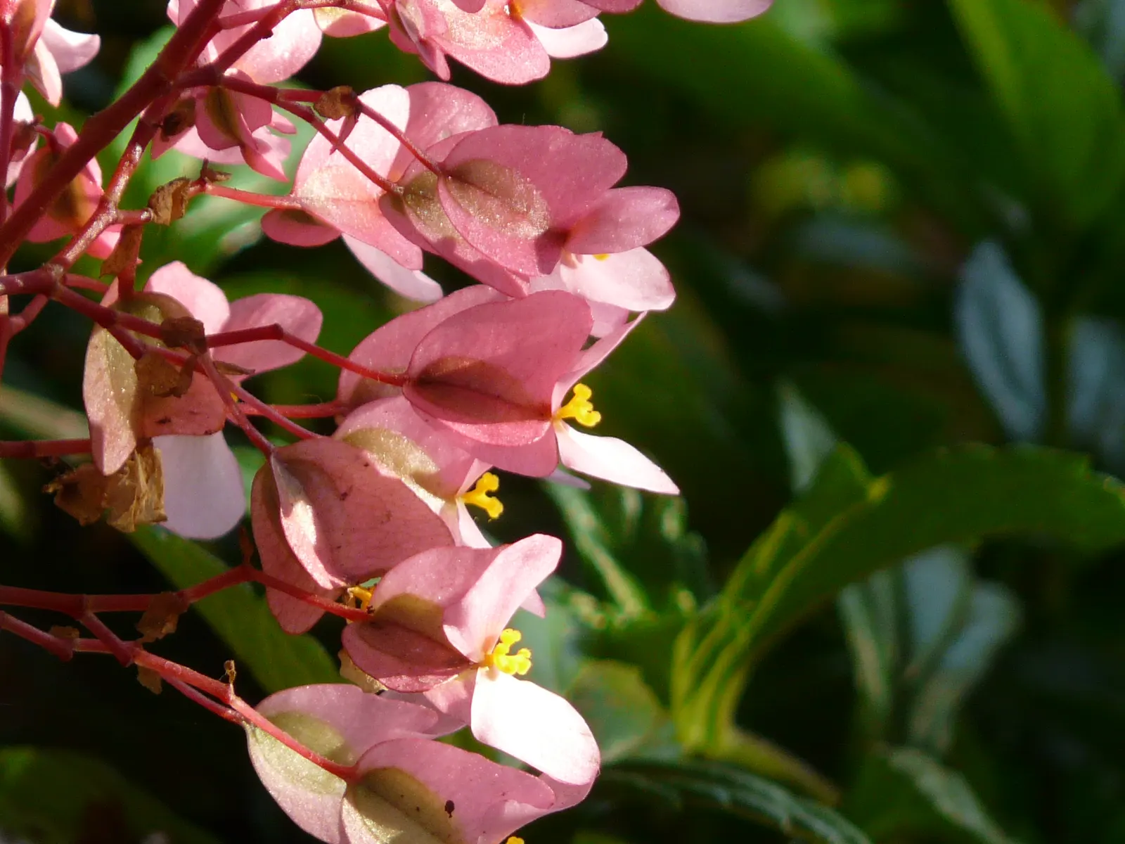 Dragon Wing® Pink Bronze Leaf (Begonia interspecific) — angel-wing leaves and clusters of delicate pink blooms