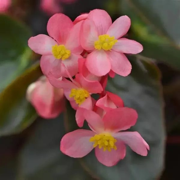 Dragon Wing® Pink Bronze Leaf (Begonia interspecific) — The Pink Dragon Wing Begonia