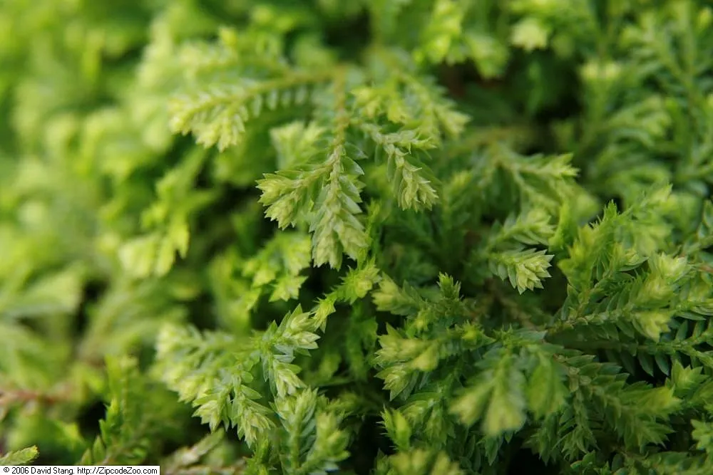 Golden Club Moss (Selaginella Kraussiana Aurea) — Golden Club Moss (Selaginella kraussiana 'Aurea') is an eye-catching, trailing perennial