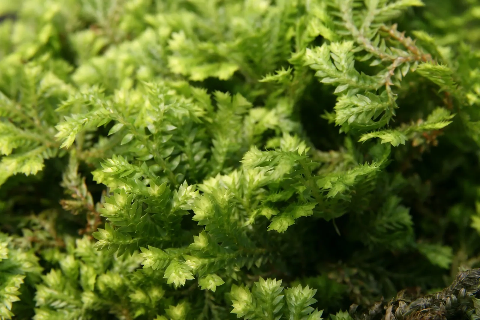 Golden Club Moss (Selaginella Kraussiana Aurea) — Ideal for shaded to partially shaded areas, this low-maintenance fern ally requires moist, well-drained soil