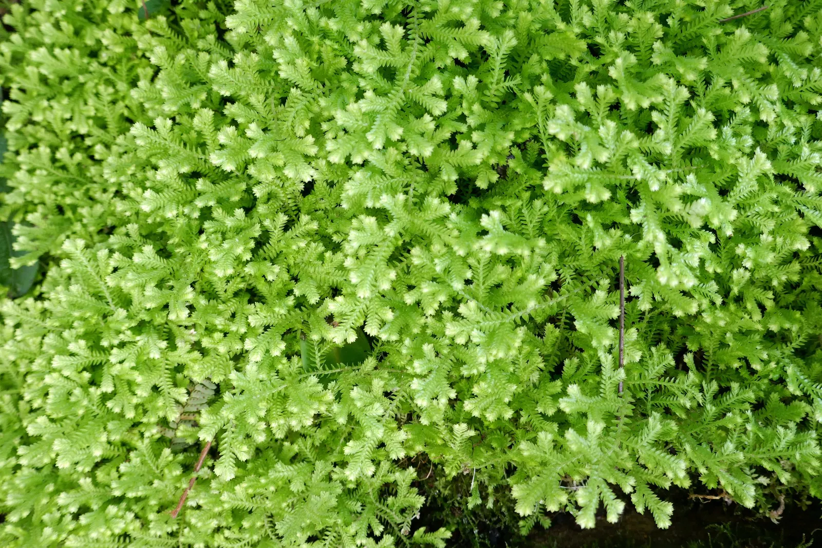 Golden Club Moss (Selaginella Kraussiana Aurea) — adorning the fronts of shaded borders