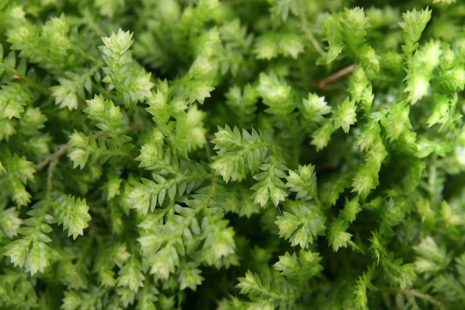 Golden Club Moss (Selaginella Kraussiana Aurea) — It thrives in part to full shade