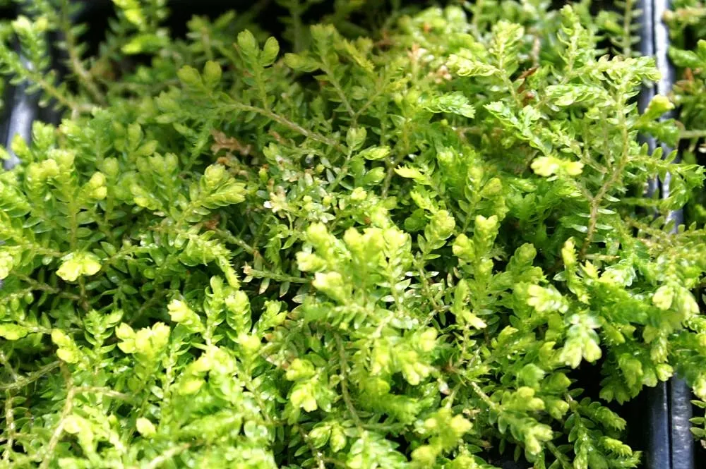 Golden Club Moss (Selaginella Kraussiana Aurea) — golden-yellow foliage that forms a dense