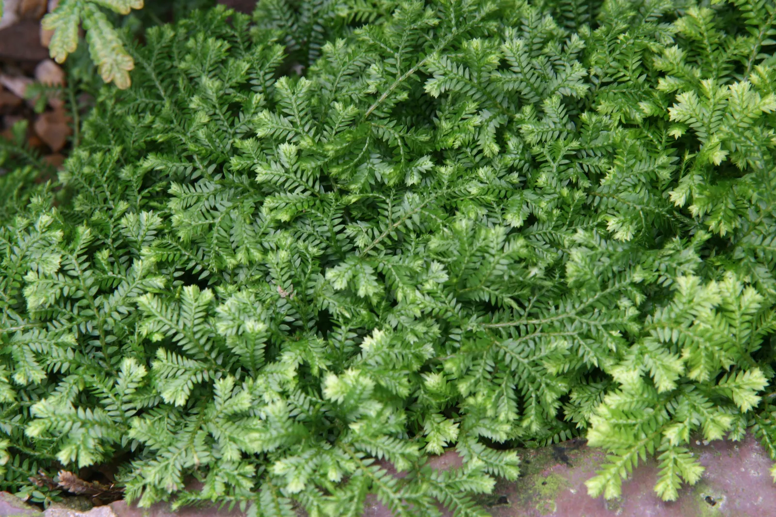 Golden Club Moss (Selaginella Kraussiana Aurea) — but it can spread up to 12 inches in width