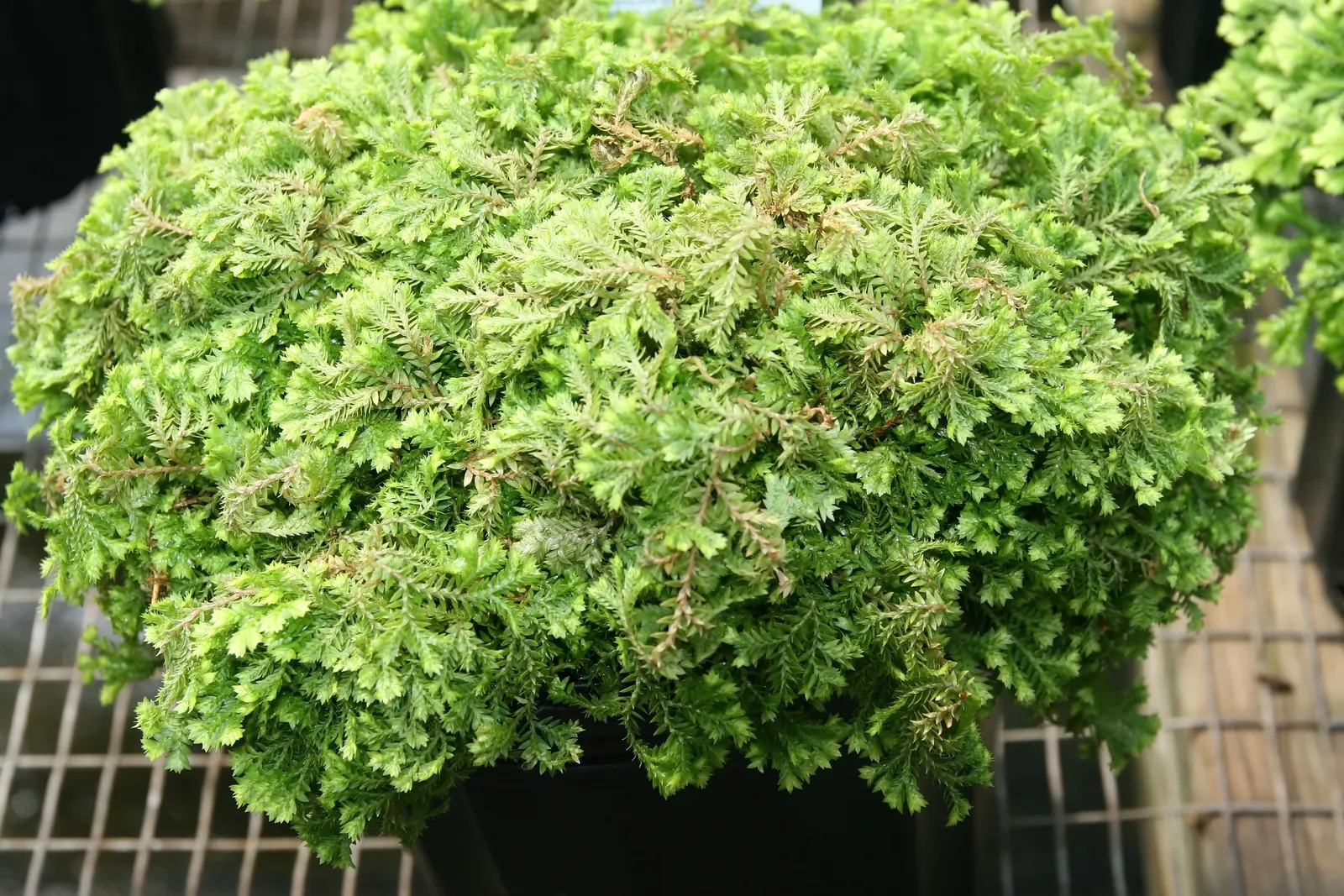 Golden Club Moss (Selaginella Kraussiana Aurea) — moss-like mat reaching up to 6 inches in height and spreading roughly 24 inches