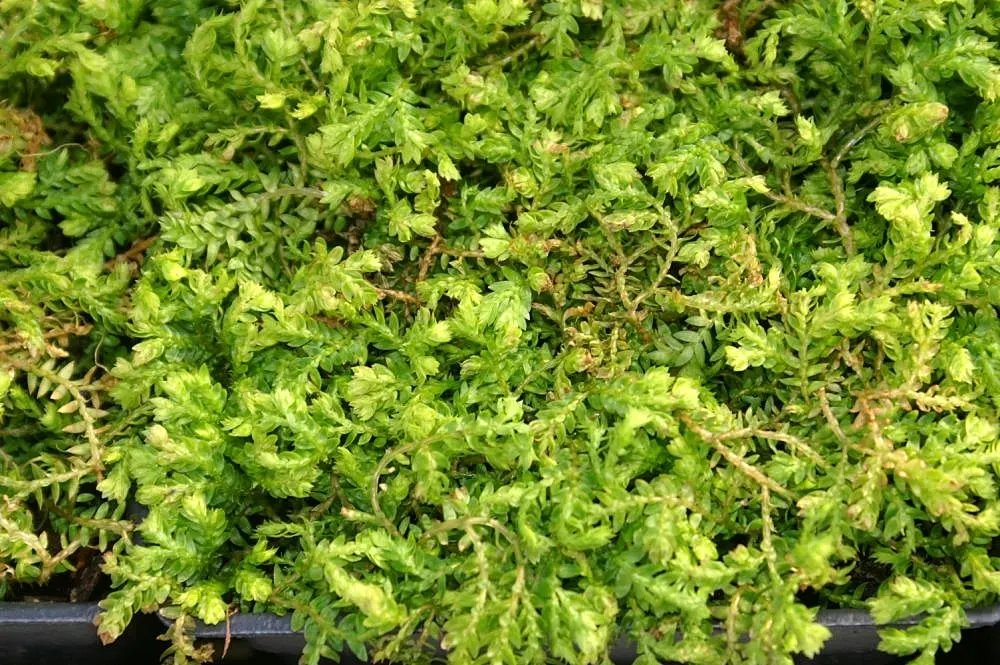 Golden Club Moss (Selaginella Kraussiana Aurea) — mat-forming habit makes it an excellent choice for filling in gaps between stepping stones