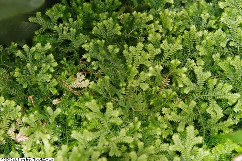 Golden Club Moss (Selaginella Kraussiana Aurea) — this slow-growing moss excels in USDA Hardiness Zones 6 through 10