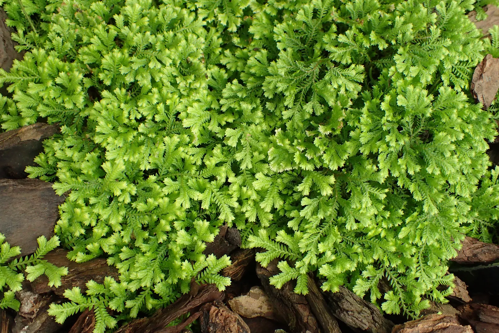 Golden Club Moss (Selaginella Kraussiana Aurea) — This cultivar is prized for its vibrant chartreuse to golden-yellow foliage