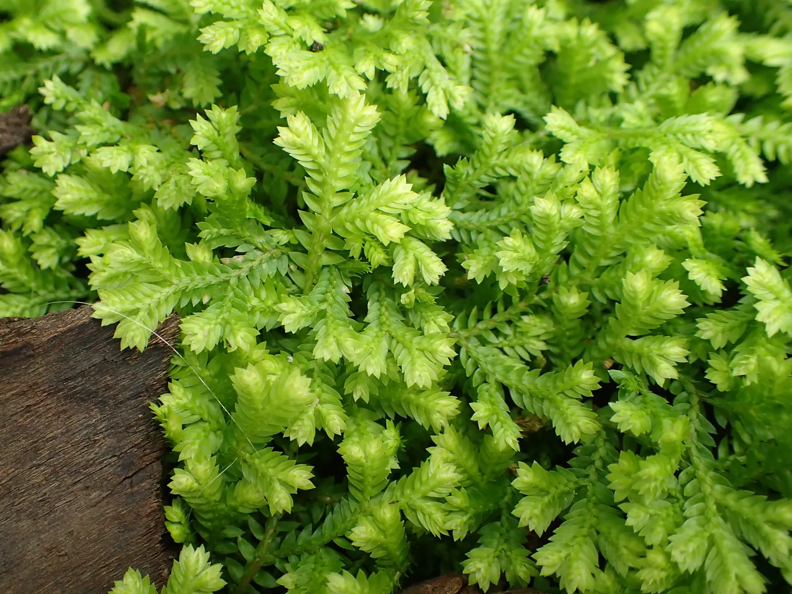 Golden Club Moss (Selaginella Kraussiana Aurea) — This charming groundcover is the Golden Club Moss, scientifically known as Selaginella kraussiana 'Aurea'