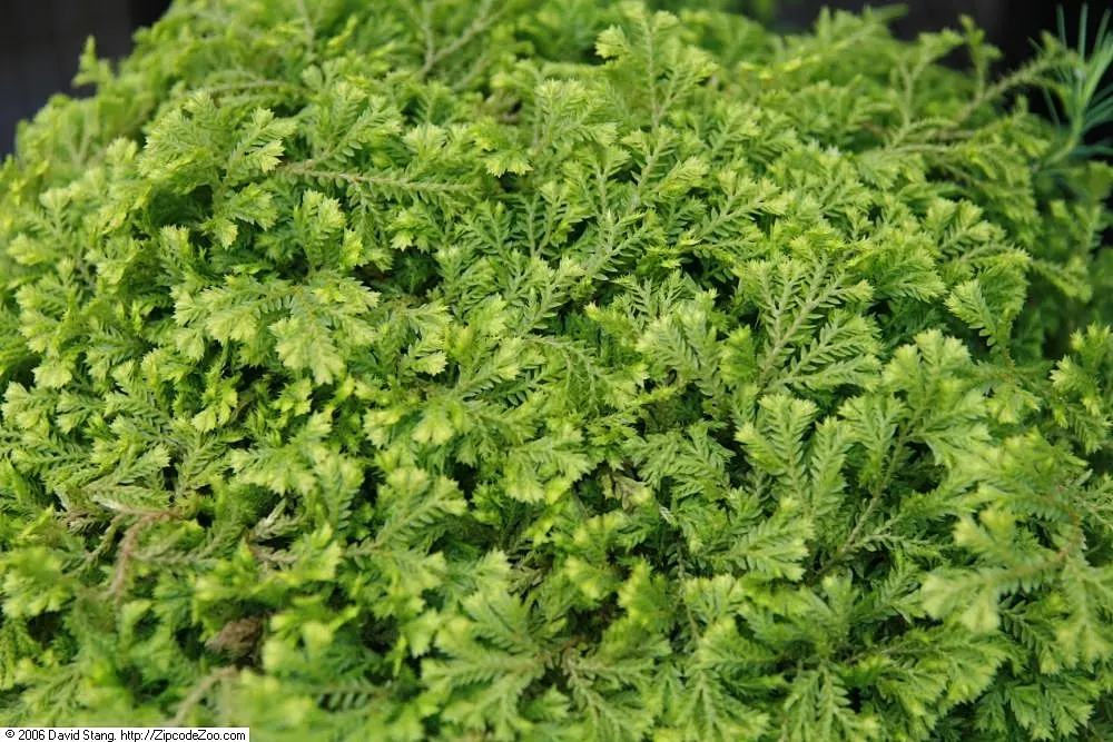 Golden Club Moss (Selaginella Kraussiana Aurea) — It adds a splash of color to ground covers, terrariums, and as an underplanting for shade-loving shrubs