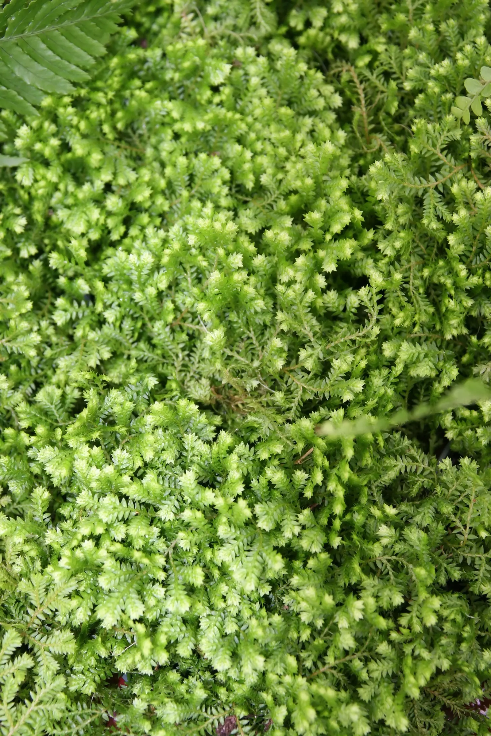 Golden Club Moss (Selaginella Kraussiana Aurea) — unable to tolerate the full