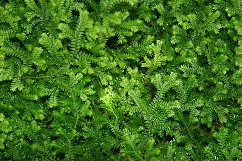 Golden Club Moss (Selaginella Kraussiana Aurea) — withstanding minimum winter temperatures of 0&deg