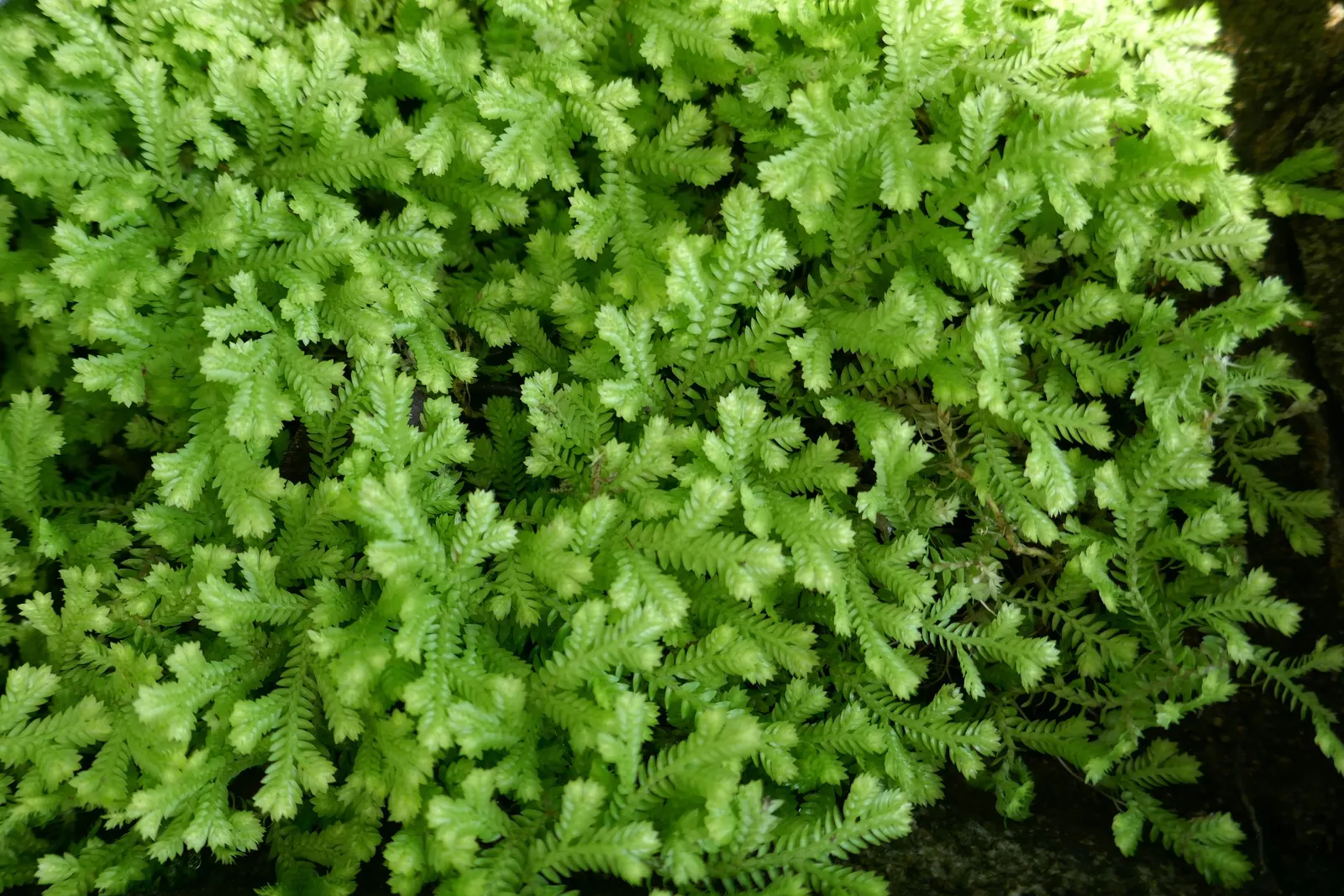 Golden Club Moss (Selaginella Kraussiana Aurea) — or providing coverage in terrariums.<br><br>Preferring indirect light and consistently moist soil