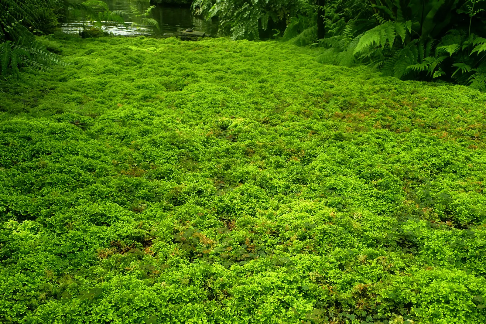 Golden Club Moss (Selaginella Kraussiana Aurea) — evergreen perennial that typically reaches just 2-4 inches in height