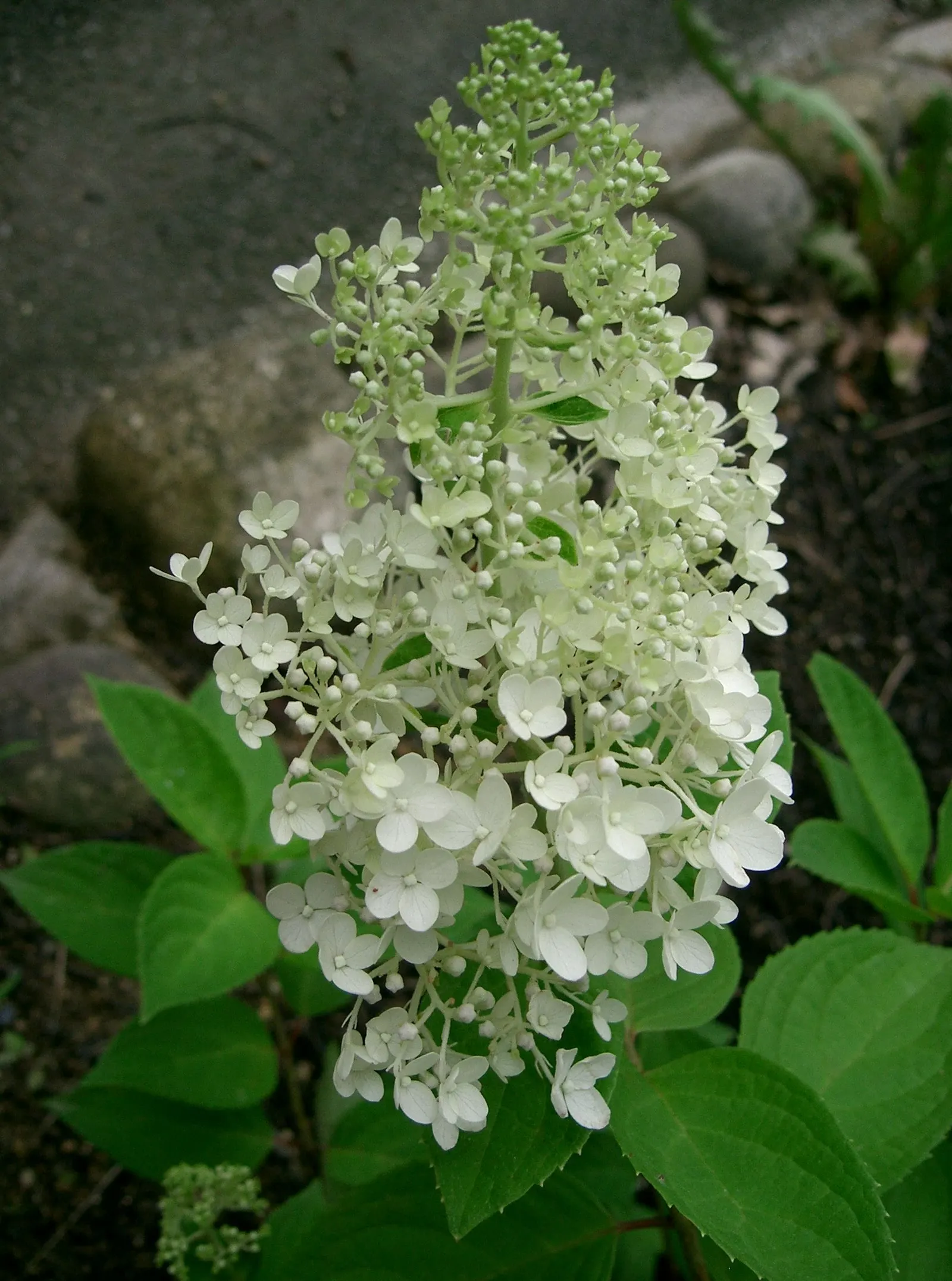 Grandiflora Hydrangea (Hydrangea Arborescens 'Grandiflora') — white flowers in the garden