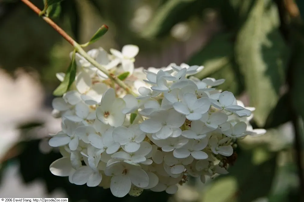 Grandiflora Hydrangea (Hydrangea Arborescens 'Grandiflora') — heart-shaped leaves provide a lush