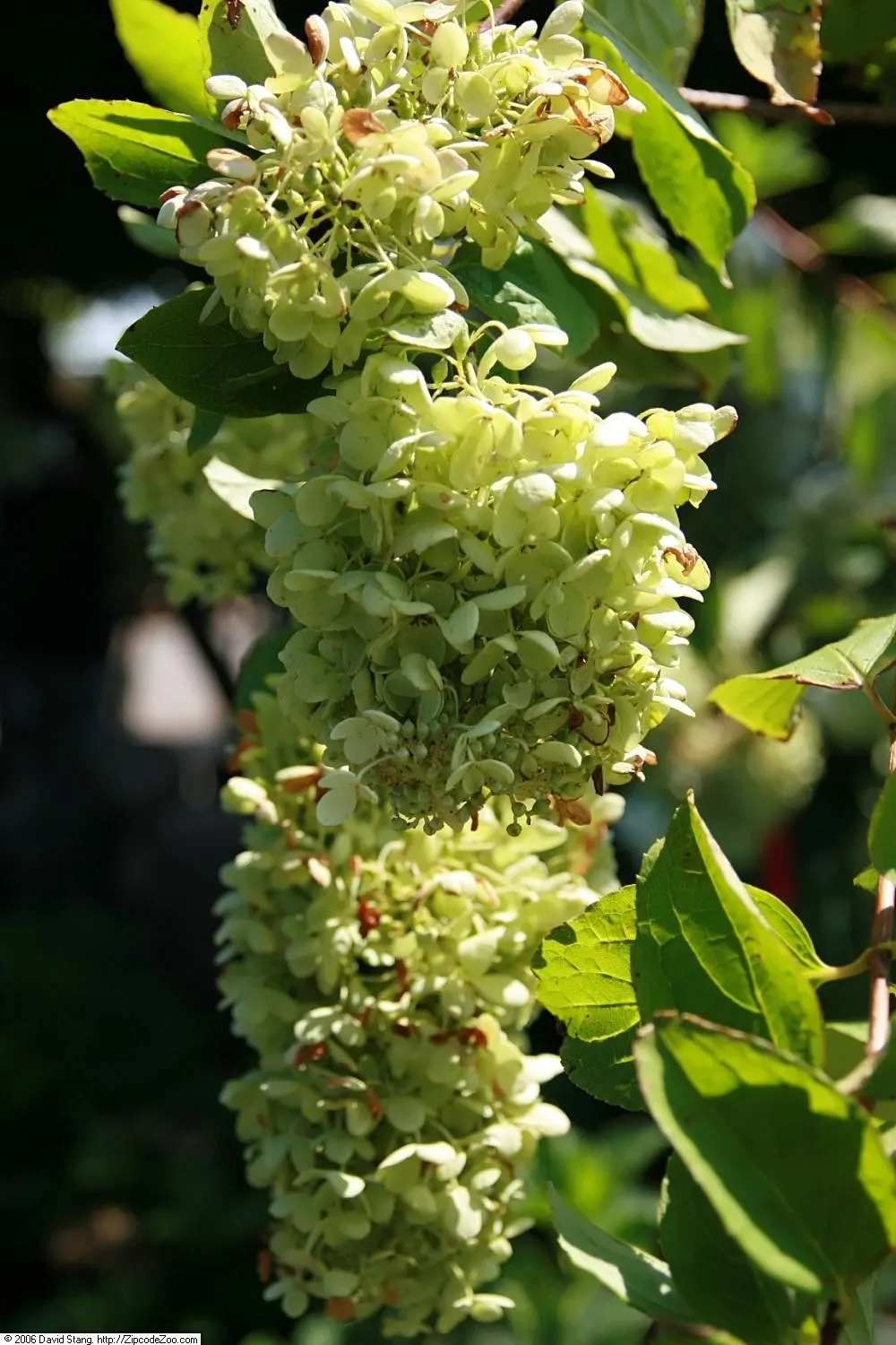 Grandiflora Hydrangea (Hydrangea Arborescens 'Grandiflora') — showy white flower clusters; prefers partial to full shade and moist, well-drained soil