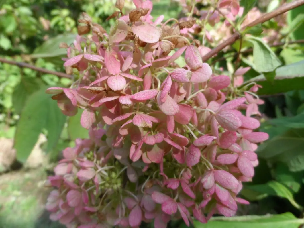 Grandiflora Hydrangea (Hydrangea Arborescens 'Grandiflora') — green backdrop throughout the growing season.<br><br>Its most striking feature; is a robust
