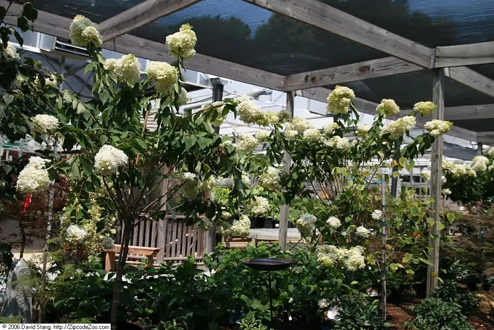 Grandiflora Hydrangea (Hydrangea Arborescens 'Grandiflora') — attesting to its adaptability across a wide variety of climates.<br><br>Typically