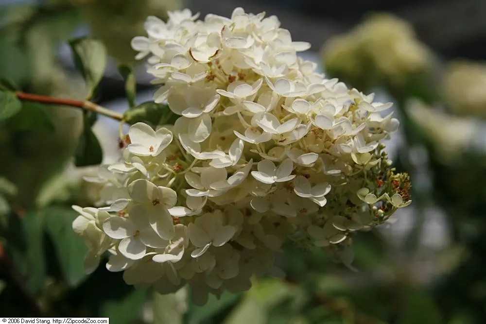 Grandiflora Hydrangea (Hydrangea Arborescens 'Grandiflora') — well-drained soil with partial to full shade