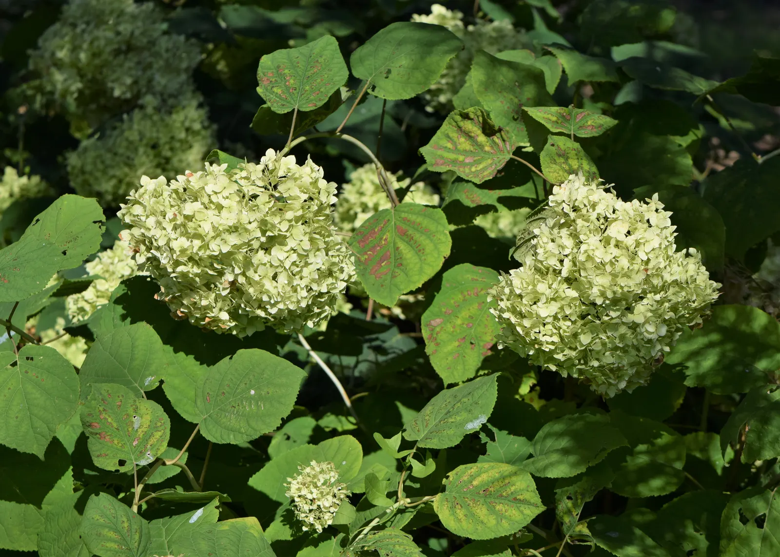 Grandiflora Hydrangea (Hydrangea Arborescens 'Grandiflora') — is a robust deciduous shrub