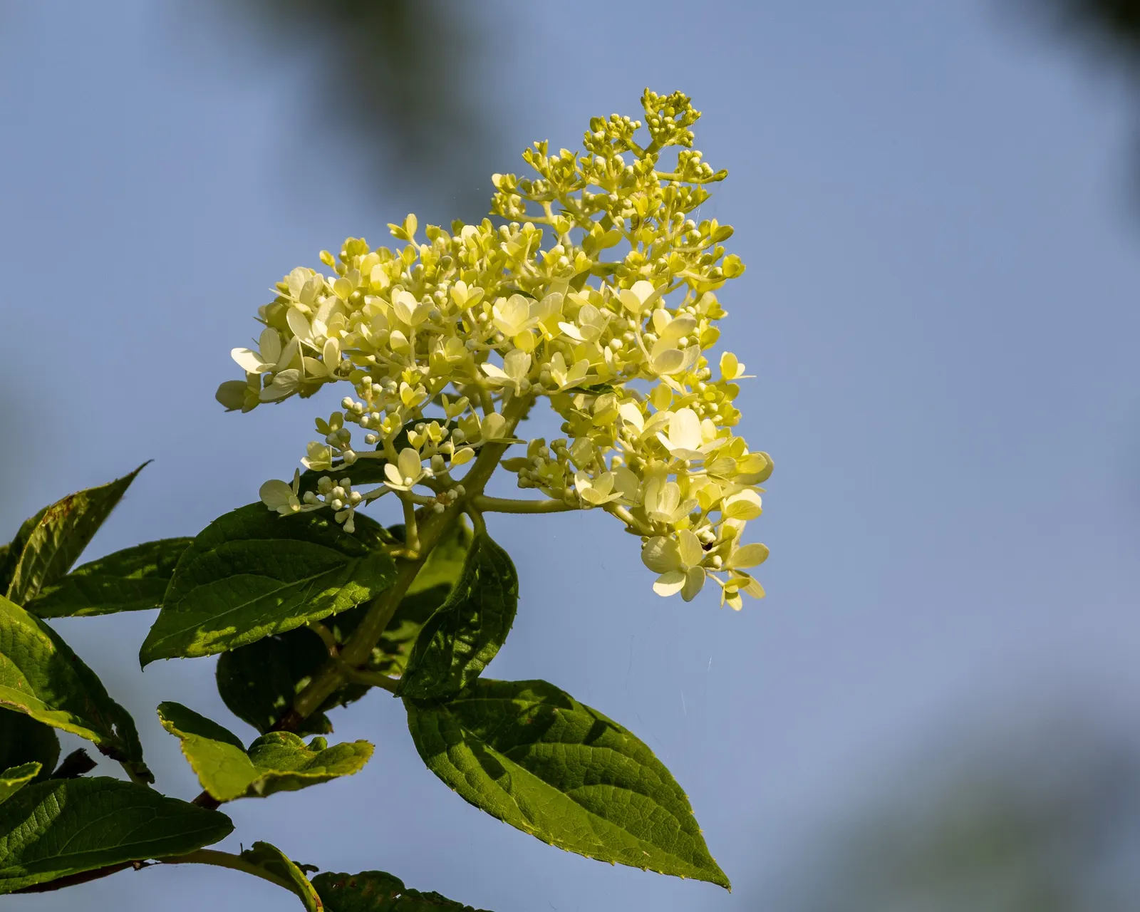 Grandiflora Hydrangea (Hydrangea Arborescens 'Grandiflora') — Blooms persist from mid-summer into fall, with flowers gradually aging to a pale green