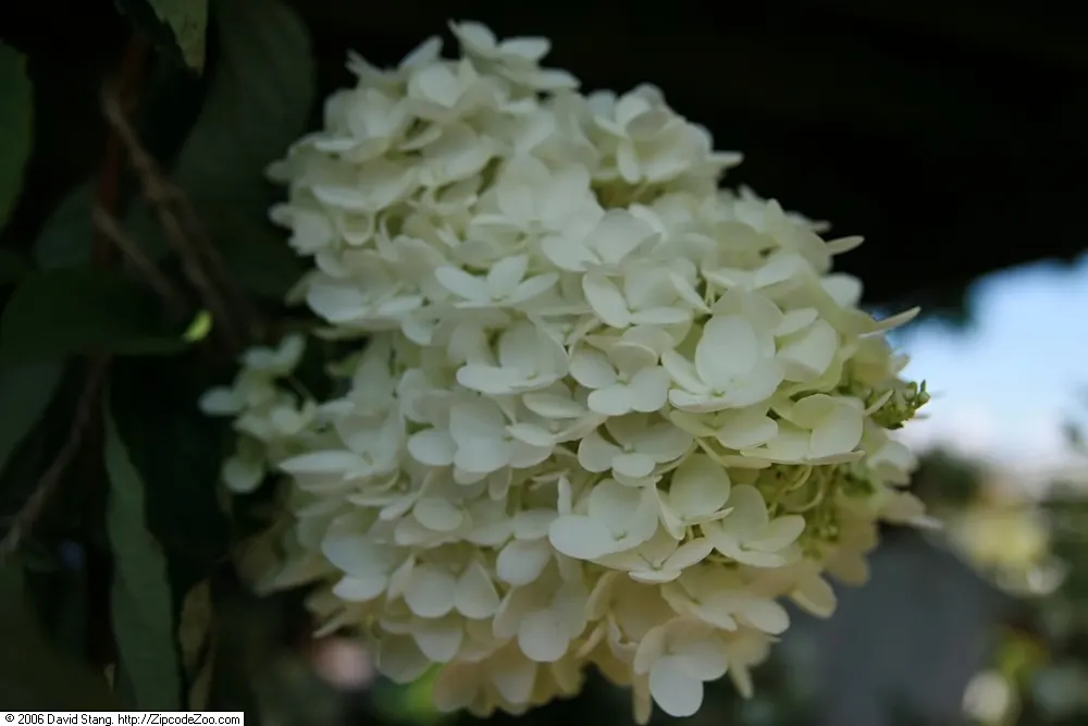 Grandiflora Hydrangea (Hydrangea Arborescens 'Grandiflora') — commonly known as the Grandiflora Hydrangea or Hills of Snow